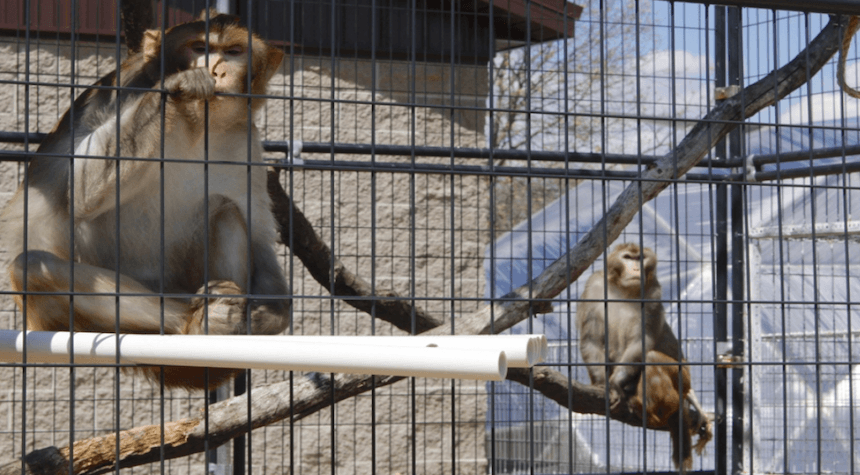 Chaos in South Carolina: 43 Monkeys Escape from Medical Lab